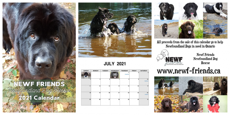 2021 Newf Rescue Calendar